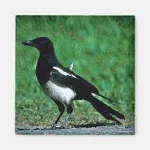 Magpie Magnets