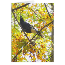 Magpie on a Branch - Card