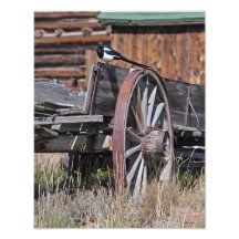 Magpie on Wagon 11x14 Photo Print