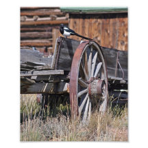 Magpie on Wagon Photograph