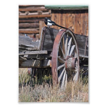 Magpie on Wagon Photographic Print