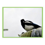 Magpie Postcard