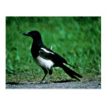 Magpie Postcard