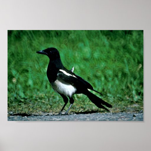 Magpie Poster