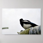 Magpie Print