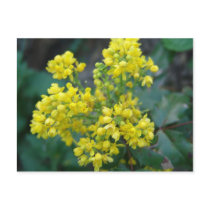 Mahonia Aquifolium postcards by _Prki_ Mahonia Aquifolium postcards
