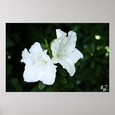Maid of Honor Posters by RJphotography