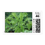 Maidenhair Fern postage