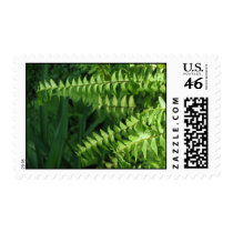 Maidenhair Ferns 2 stamps
