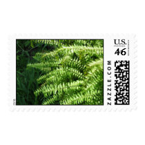 Maidenhair Ferns stamps