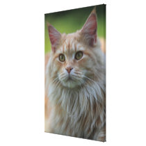 Main coon cat stretched canvas print