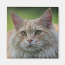 Main coon cat fridge magnet