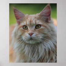 Main coon cat poster