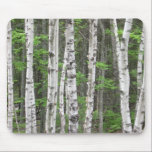 Maine Birch Grove