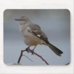 Maine Birds