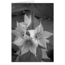 Maine_Black+White_106 Cards