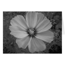 Maine_Black+White_107 Greeting Card