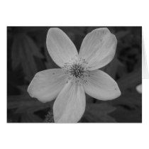 Maine_Black+White_111 Cards