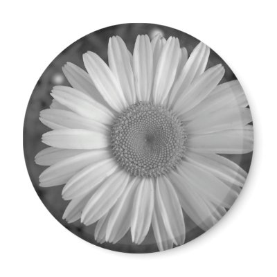 Maine_Black+White_117 Fridge Magnet by nmpics