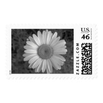Maine_Black+White_117 Postage Stamps