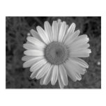 Maine_Black+White_117 Postcard