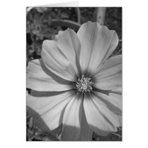 Maine_Black+White_155 Greeting Card
