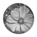 Maine_Black+White_155 magnets by nmpics Maine_Black+White_155 magnets