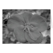 Maine_Black+White_99 Card