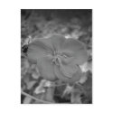 Maine_Black+White_99 postcards by nmpics Maine_Black+White_99 postcards