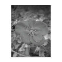 Maine_Black+White_99 postcards