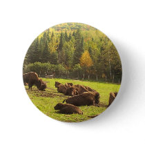 Maine Buffalo buttons by nmpics Maine Buffalo buttons
