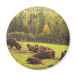 Maine Buffalo
