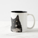 Maine Coon (15 months old) Coffee Mugs