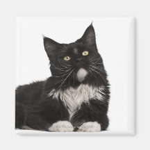 Maine Coon (15 months old) Fridge Magnets