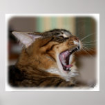 Maine Coon 9Y648D-003 Posters