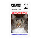 Maine Coon Adoptions - Morphy
