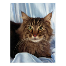 Maine Coon, brown tabby Postcard