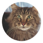 Maine Coon, brown tabby stickers