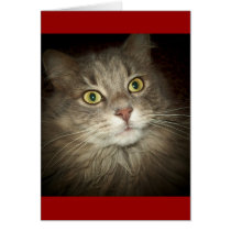 Maine Coon cards by BambiW Maine Coon cards