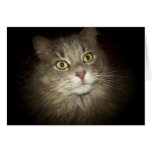 Maine Coon Greeting Cards Maine Coon Greeting Cards