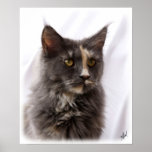 Maine Coon Cat 9Y825D-012 Print