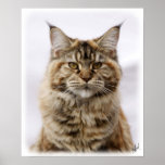 Maine Coon Cat 9Y825D-053 Print