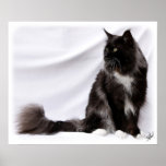 Maine Coon Cat 9Y825D-087 Poster
