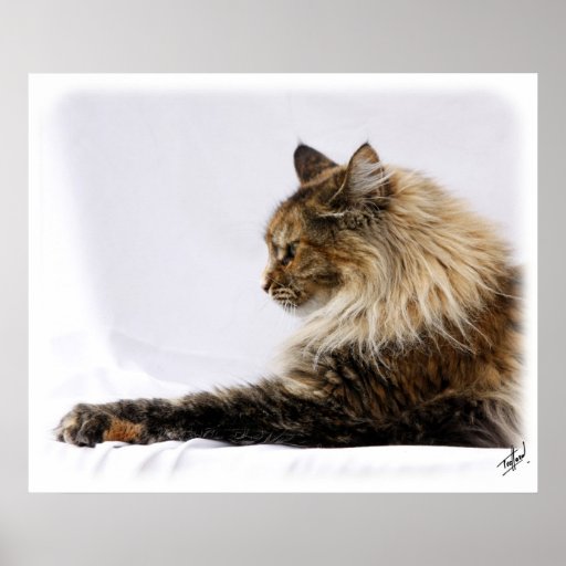 Maine Coon Cat 9Y825D-103 Print