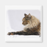 Maine Coon Cat 9Y825D-103 Refrigerator Magnet