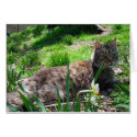 Maine Coon Cat cards
