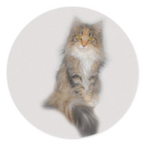 Maine Coon Cat - Patched Sticker