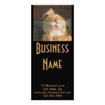 Maine Coon Cat Photograph Custom Rack Cards