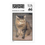 Maine Coon Cat