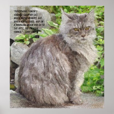 maine coon cat. Maine Coon Cat Prints and
